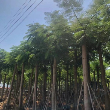 广东凤凰木基地直发品质保证一手货源量大从优