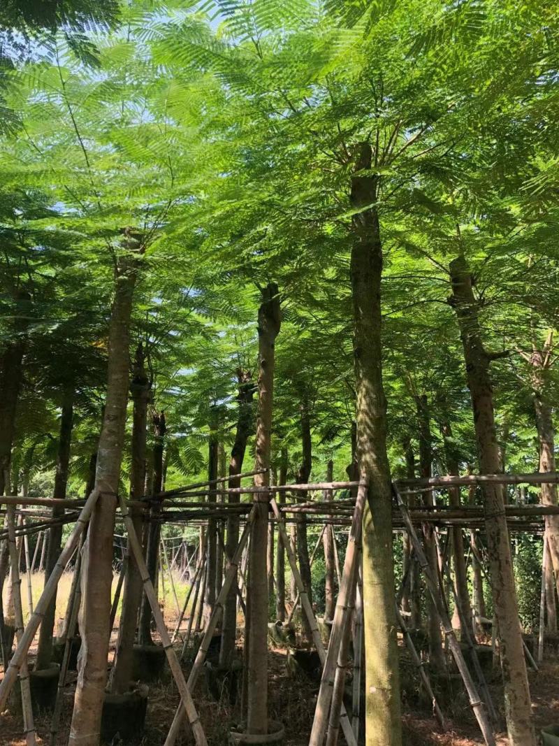 广东凤凰木基地直发品质保证一手货源量大从优