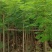 广东凤凰木基地直发品质保证一手货源量大从优