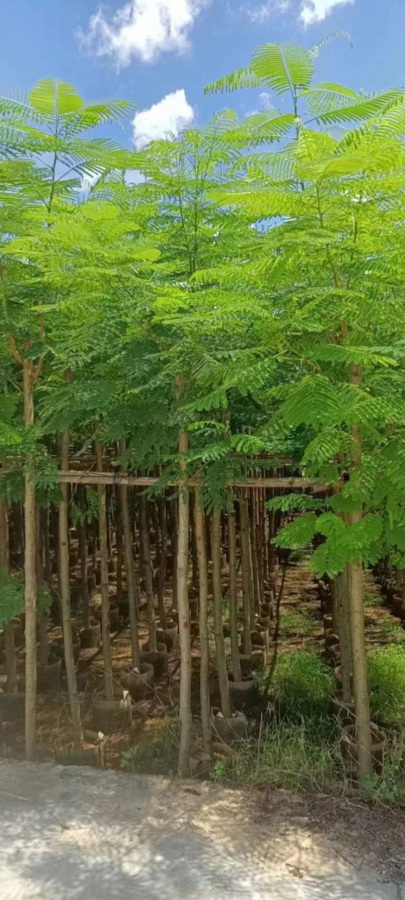 广东凤凰木基地直发品质保证一手货源量大从优