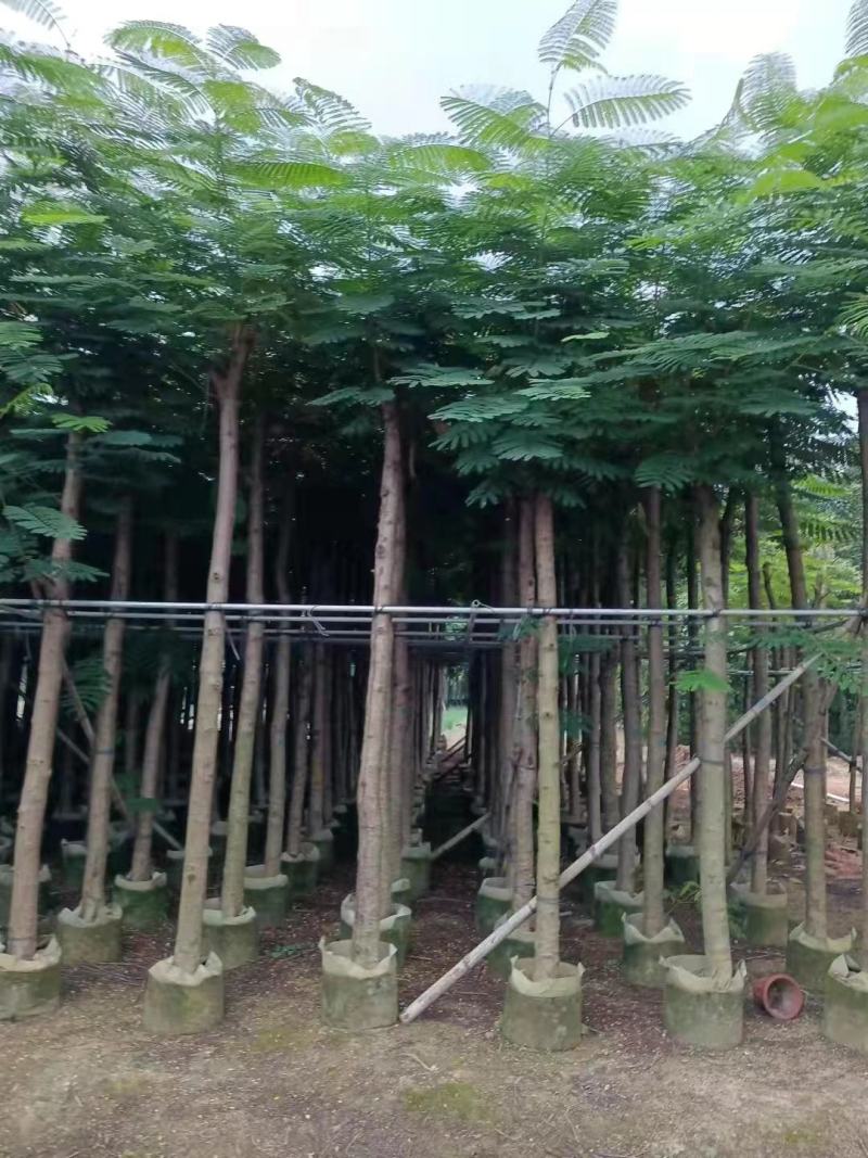 广东凤凰木基地直发品质保证一手货源量大从优