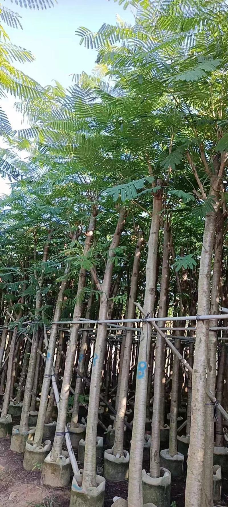 广东凤凰木基地直发品质保证一手货源量大从优