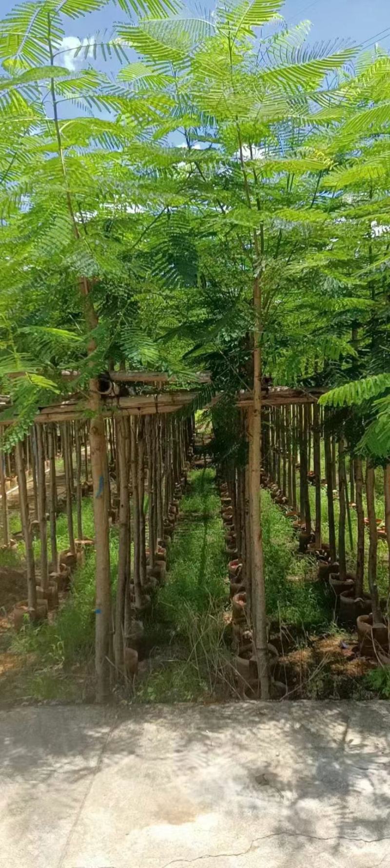 广东凤凰木基地直发品质保证一手货源量大从优