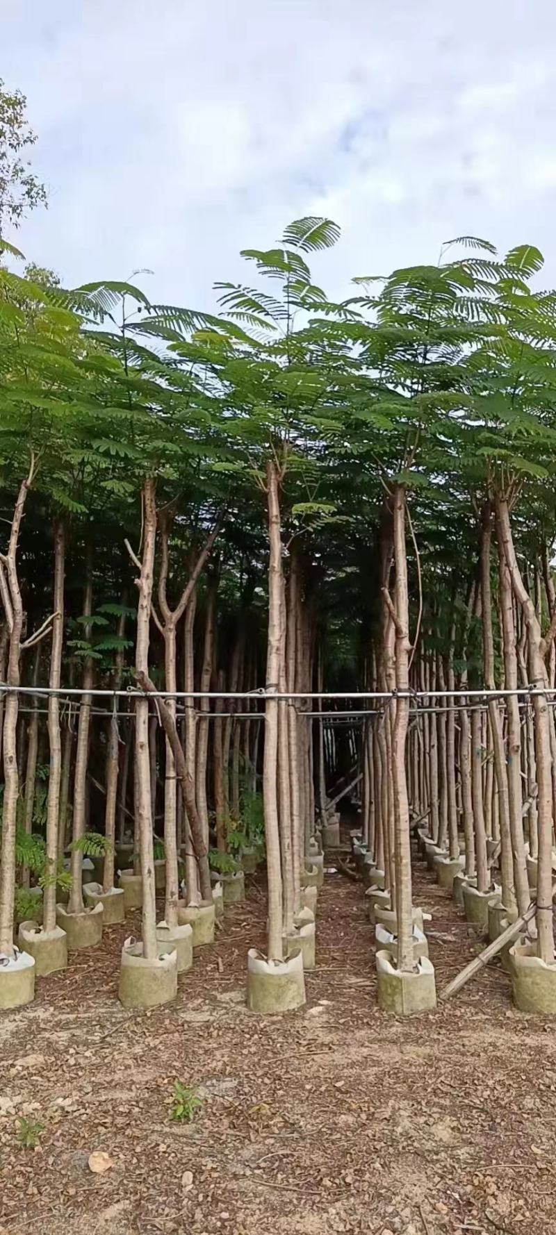 广东凤凰木基地直发品质保证一手货源量大从优