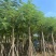 广东凤凰木基地直发品质保证一手货源量大从优