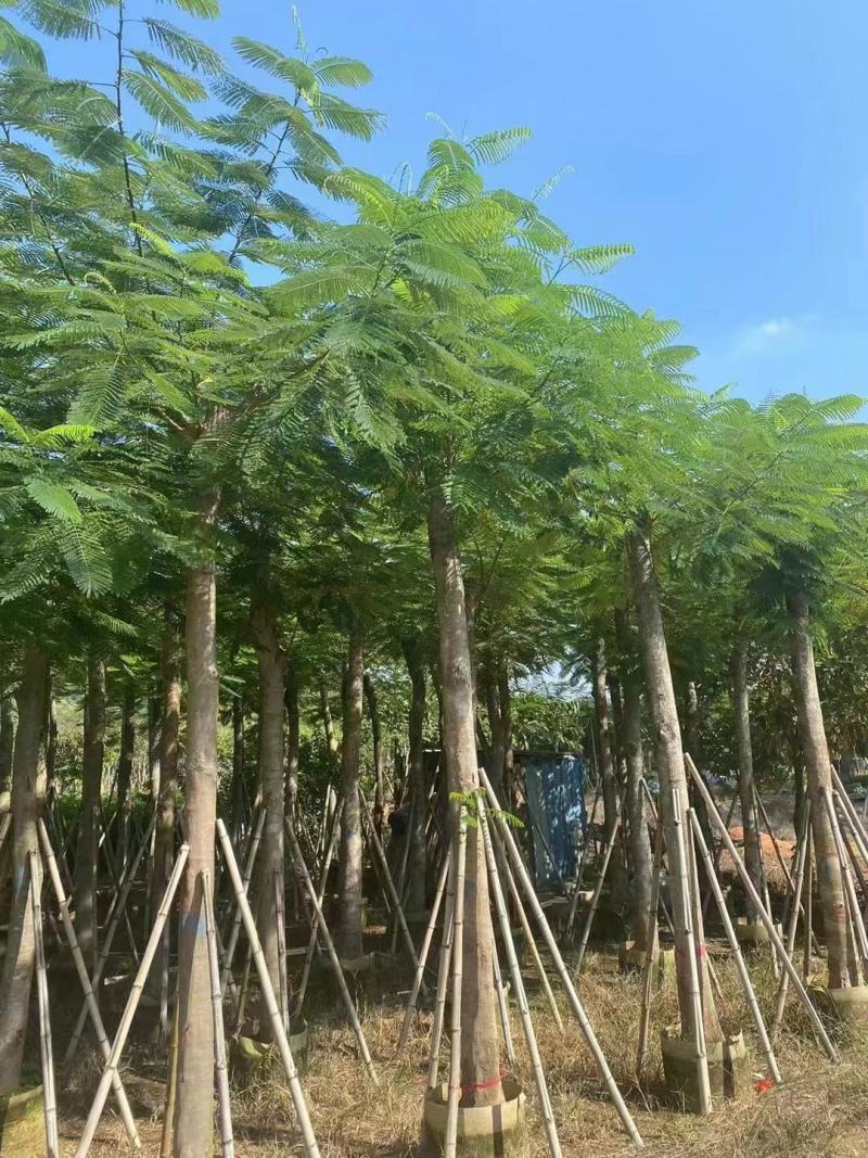 广东凤凰木基地直发品质保证一手货源量大从优