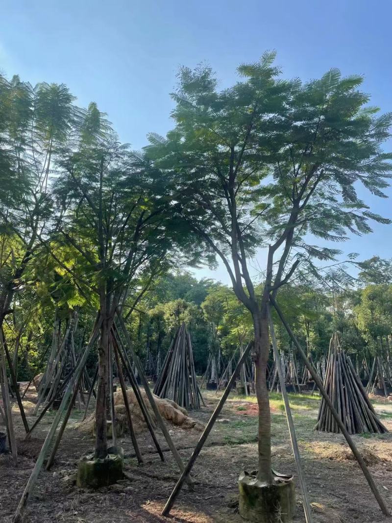 广东凤凰木基地直发品质保证一手货源量大从优