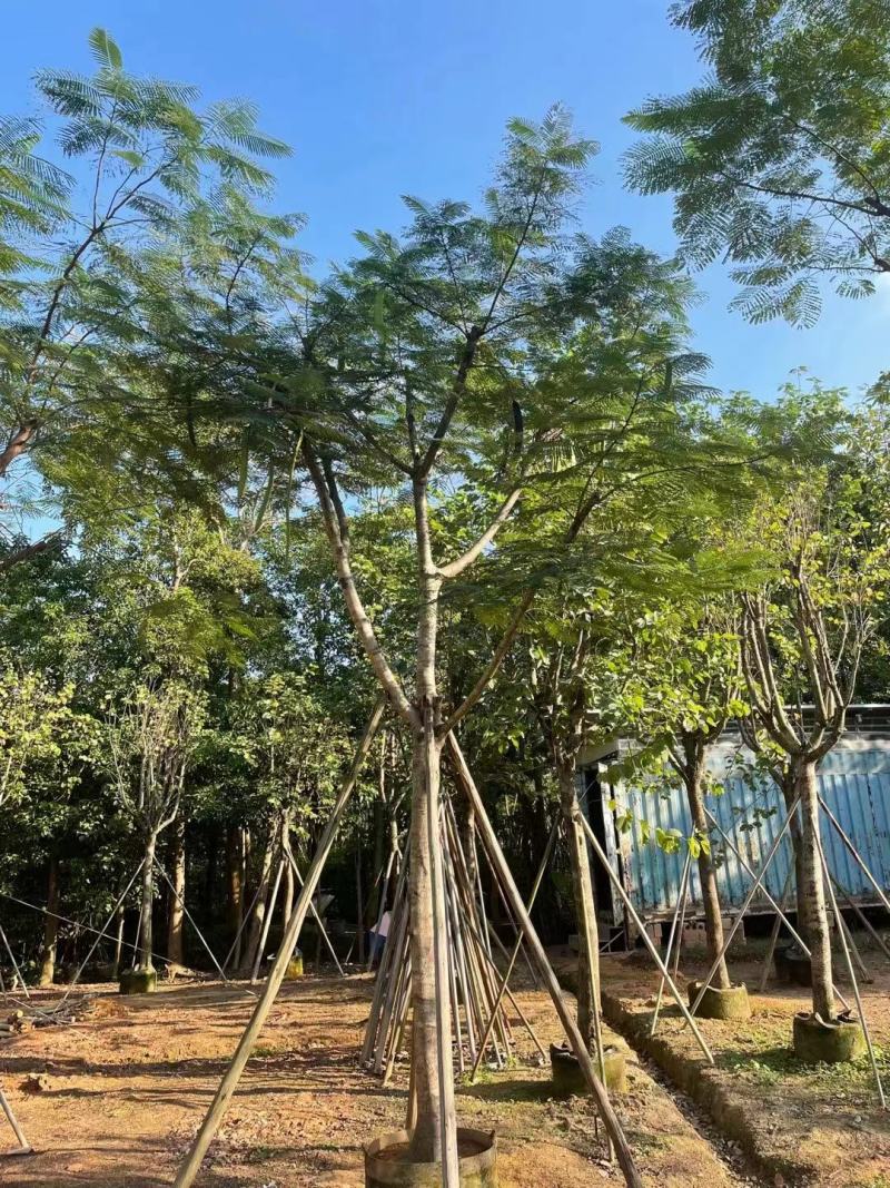 广东凤凰木基地直发品质保证一手货源量大从优