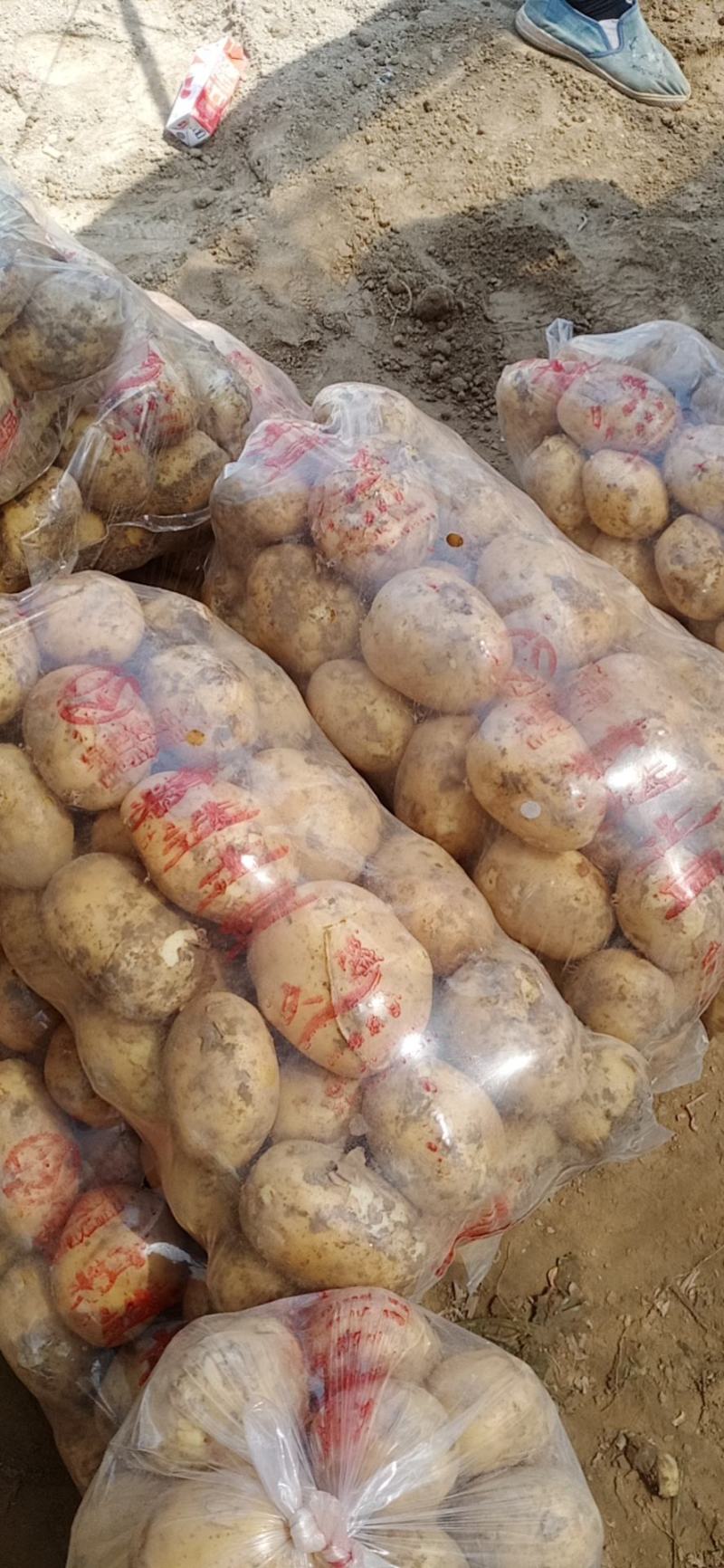 新鲜黄心土豆