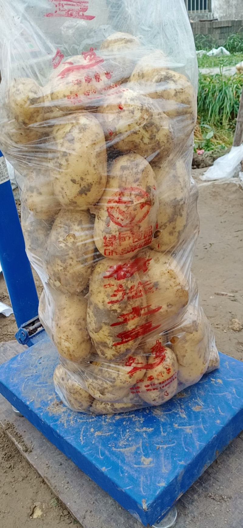 新鲜黄心土豆