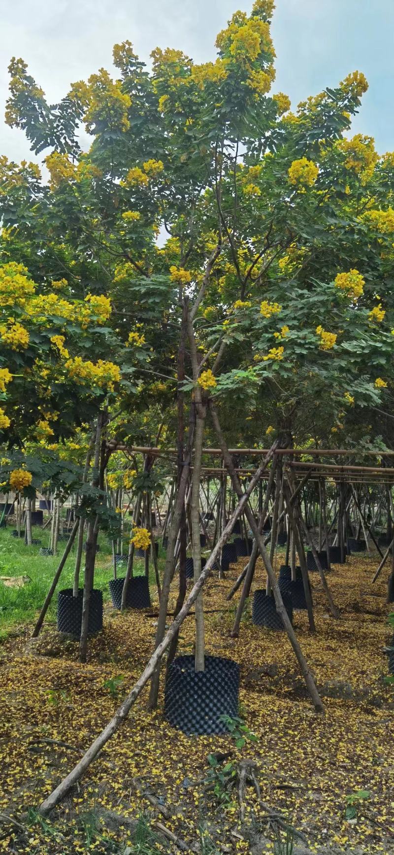 精品黄花槐，基地直发品质保证一手货源量大从优欢迎联