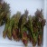 原生态刺老芽，每天现采现发