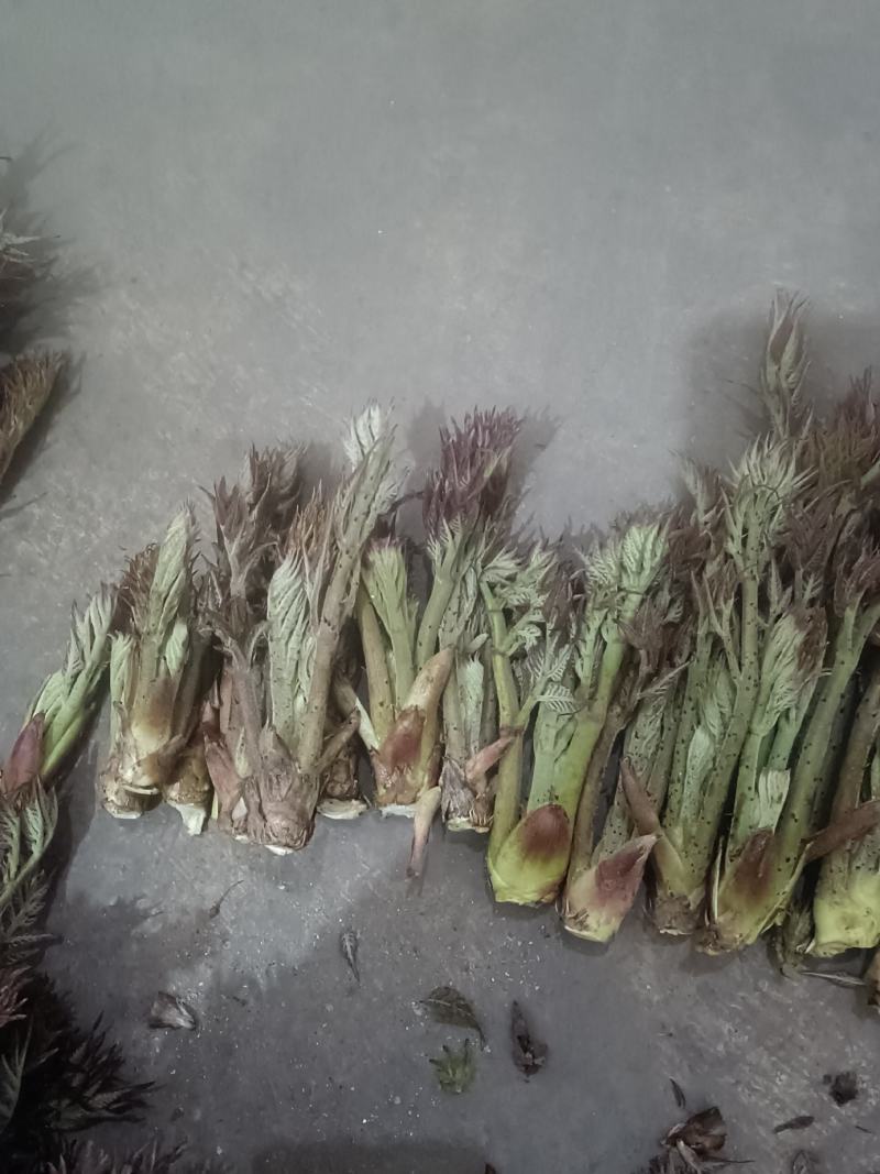 原生态刺老芽，每天现采现发