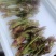 原生态刺老芽，每天现采现发