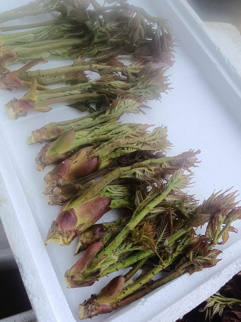 原生态刺老芽，每天现采现发