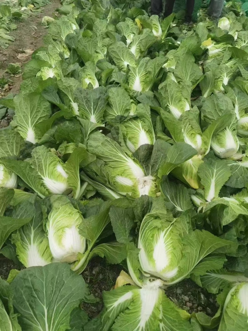 黄秧白、大白菜（基地一手货源）