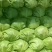 山东省聊城甘蓝正在热卖中。专共电商，超市，市场。