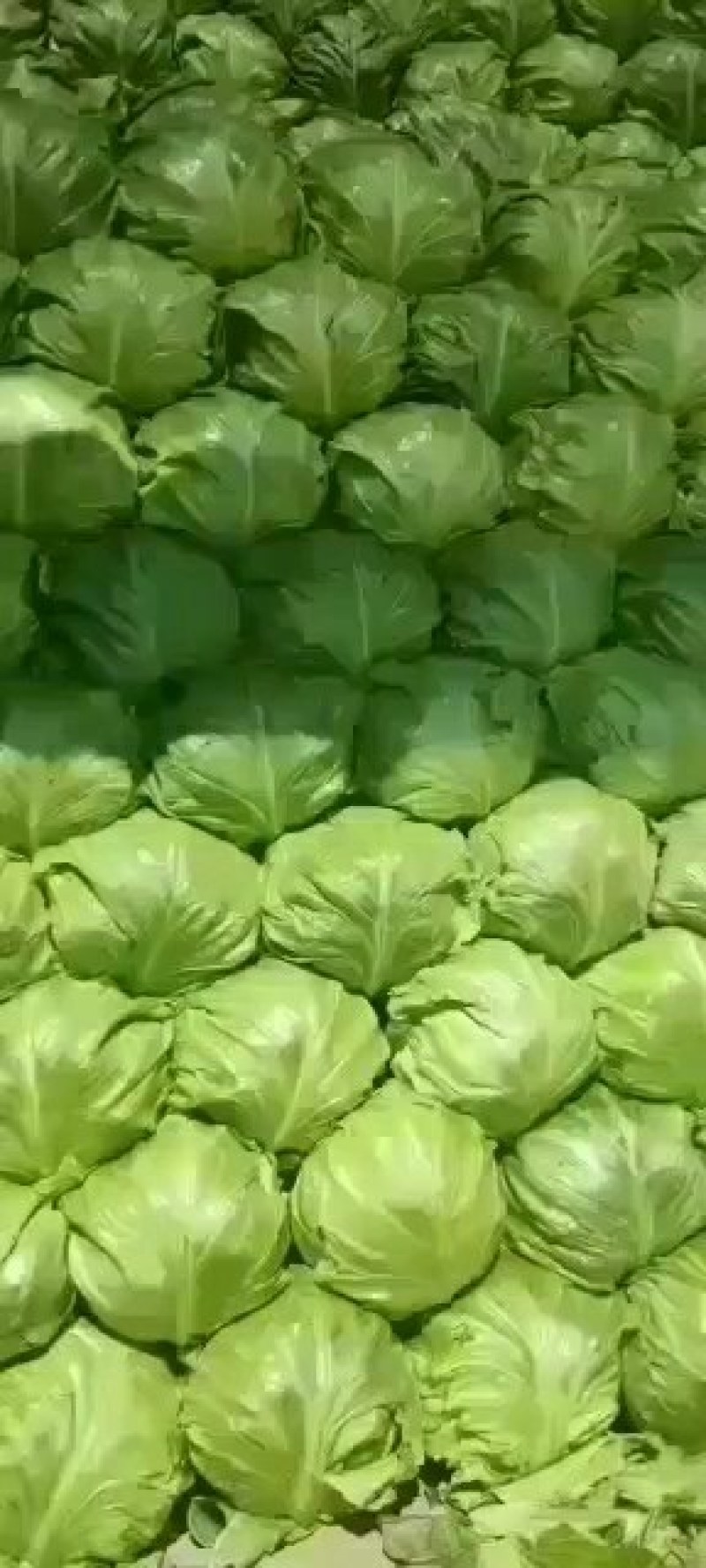 山东省聊城甘蓝正在热卖中。专共电商，超市，市场。