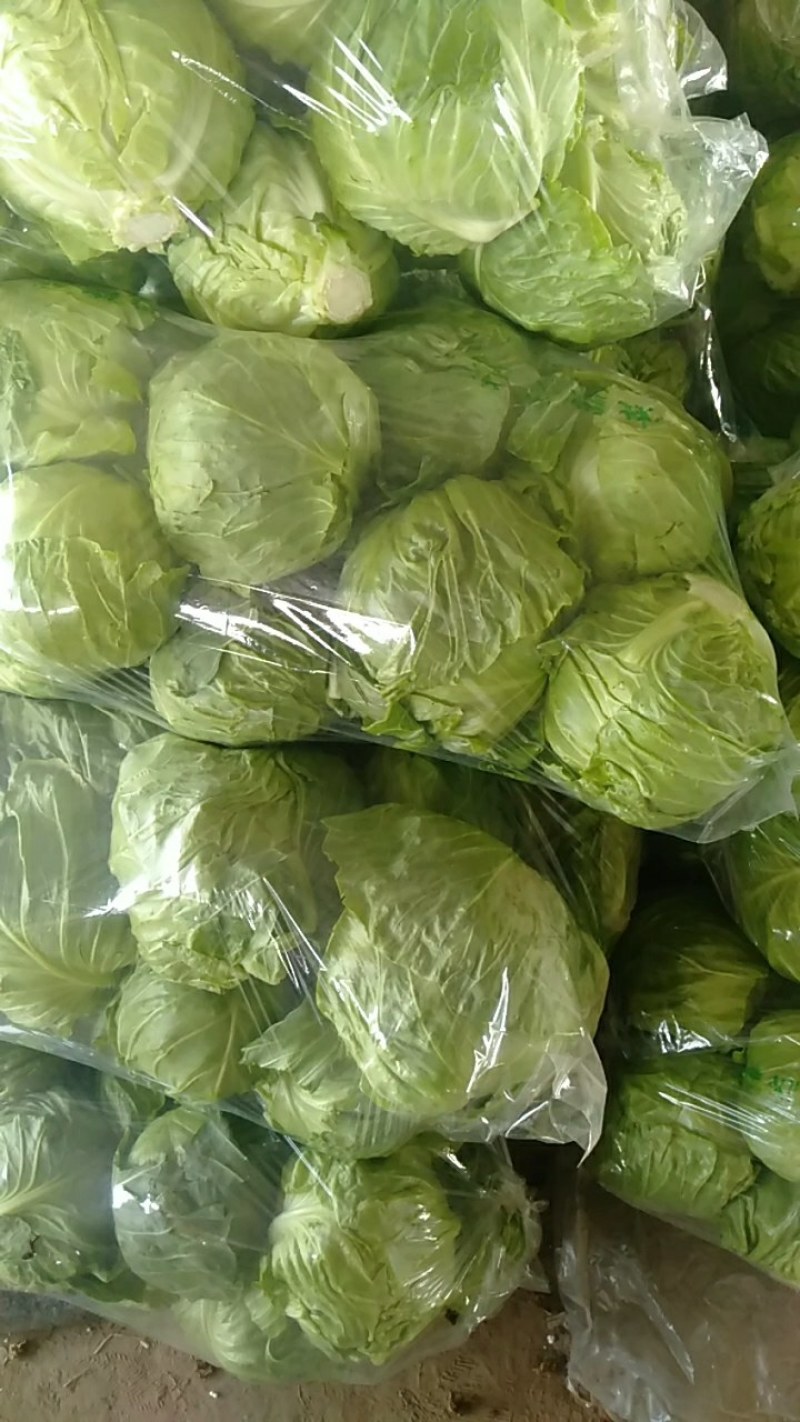 山东省聊城甘蓝正在热卖中。专共电商，超市，市场。
