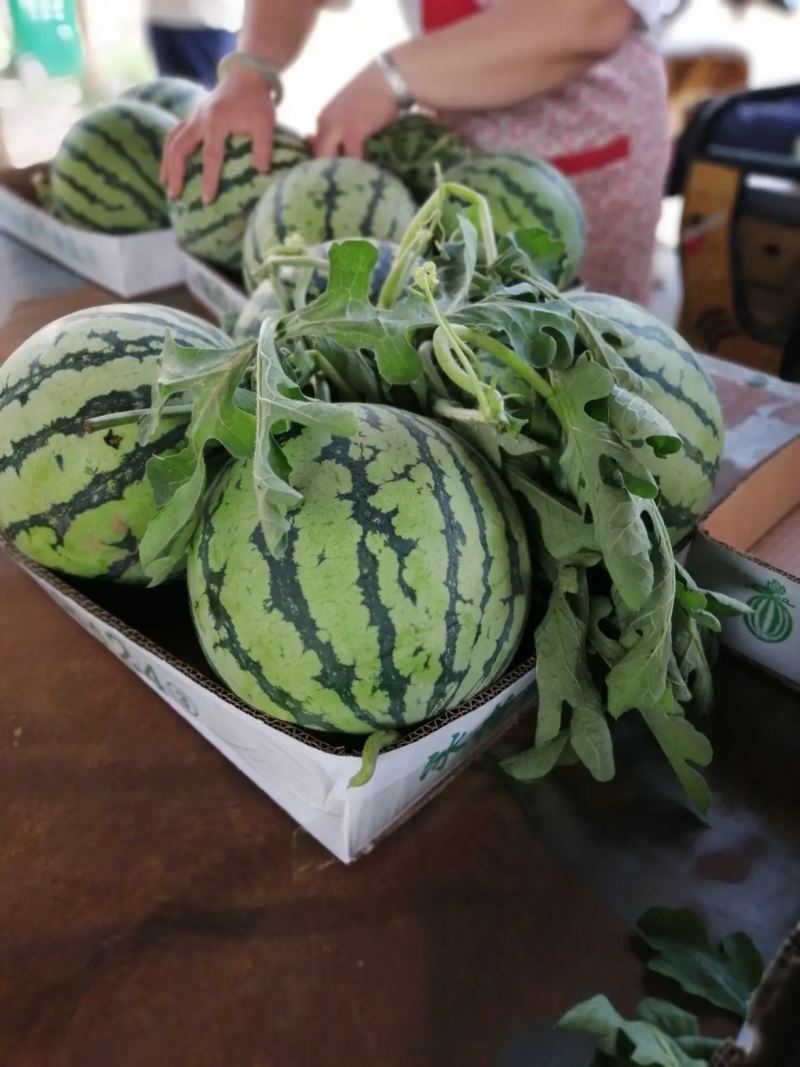 【推荐】精品麒麟西瓜基地直发品种规格齐全量大从优