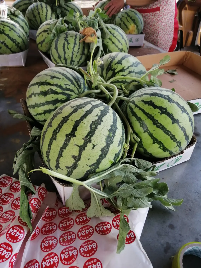 【推荐】精品麒麟西瓜基地直发品种规格齐全量大从优