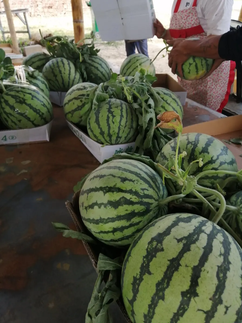 【推荐】精品麒麟西瓜基地直发品种规格齐全量大从优