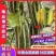 【精品】博洋9号大量上市产地直供规格齐全欢迎选购