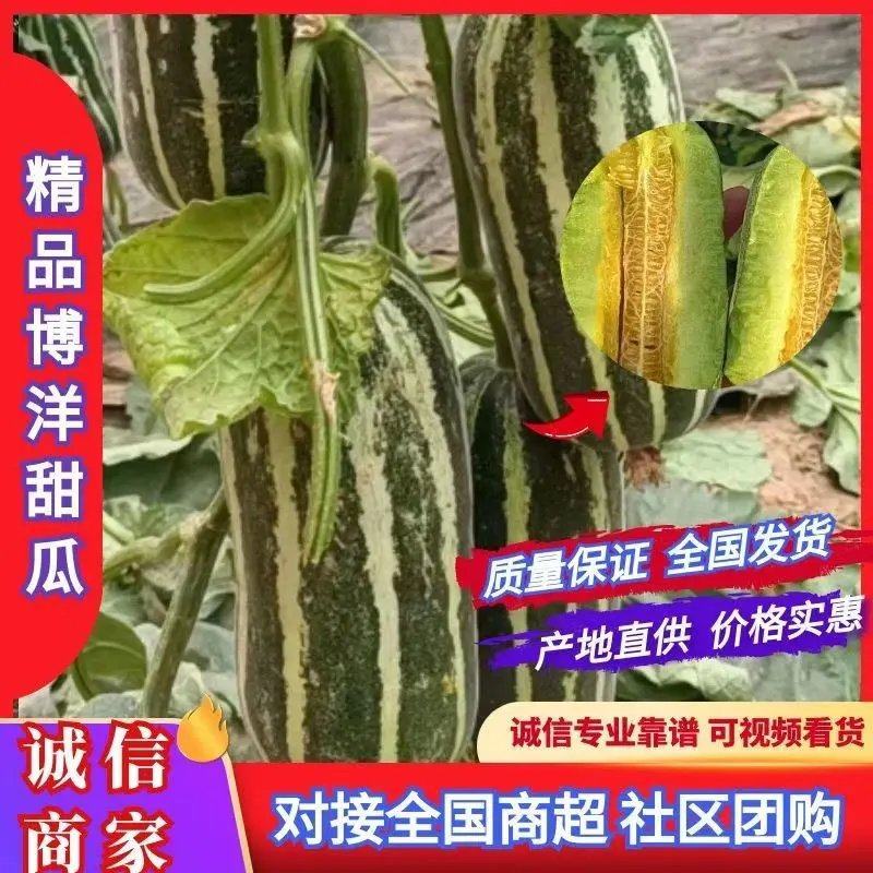 【精品】博洋9号大量上市产地直供规格齐全欢迎选购