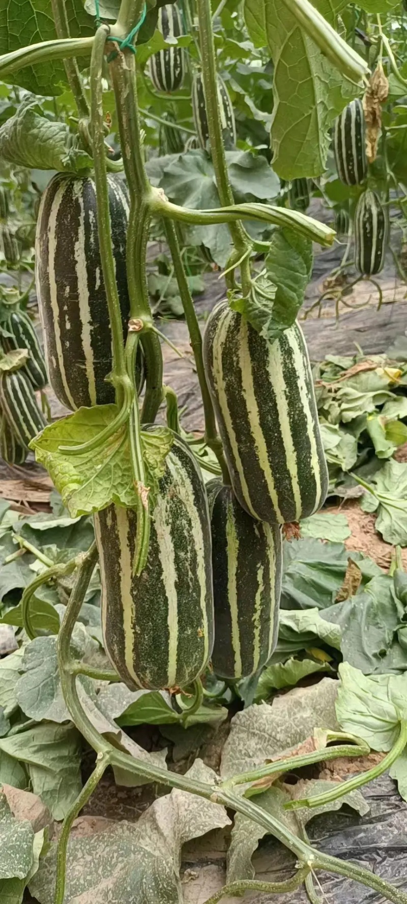 【精品】博洋9号大量上市产地直供规格齐全欢迎选购