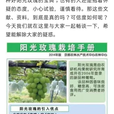 尼娜皇后，阳光玫瑰葡萄自己家大棚的芽自己培育的保纯度生茬1