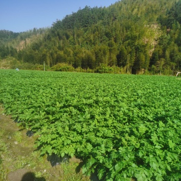 福建高山黄心土豆品质好易保存
