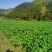 福建高山黄心土豆品质好易保存