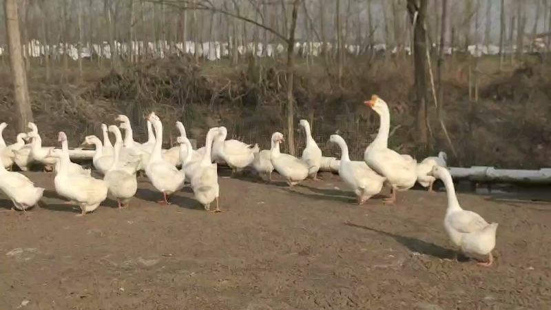 江苏三花鹅养殖基地。本场长年供应种鹅，鹅苗，鹅蛋！鹅苗！