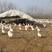 江苏三花鹅养殖基地。本场长年供应种鹅，鹅苗，鹅蛋！鹅苗！