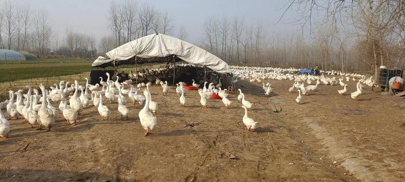 江苏三花鹅养殖基地。本场长年供应种鹅，鹅苗，鹅蛋！鹅苗！