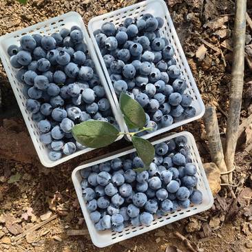 山东蓝莓em蓝莓奥尼尔蓝莓大量现货常年供应市场批发