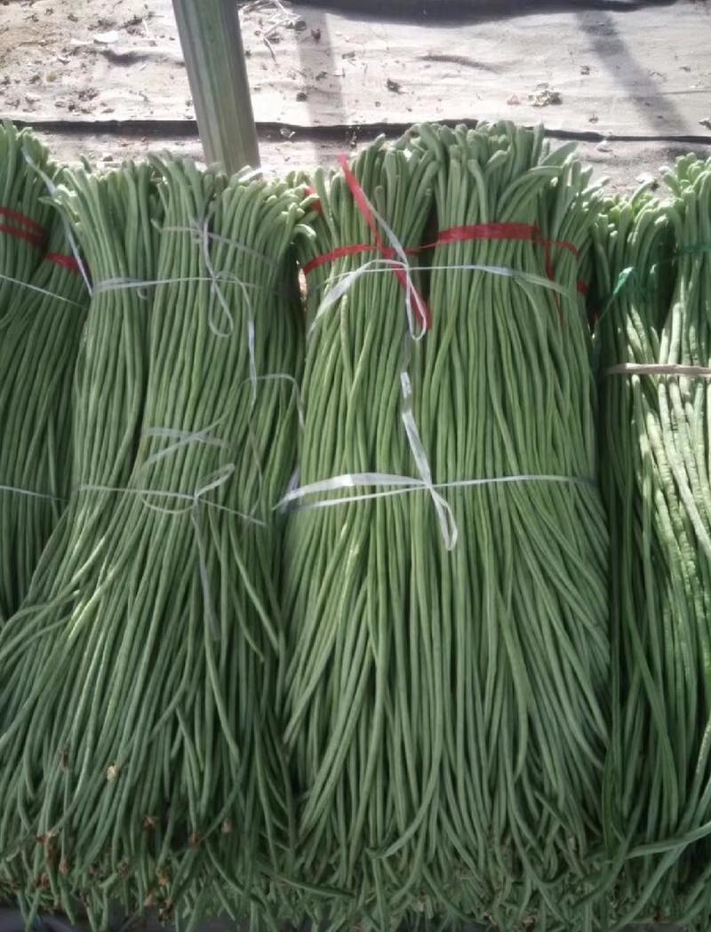 莘县精品长豆角产地直发，质量保证，全国发货。