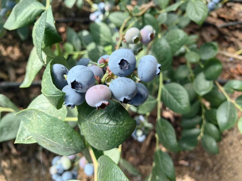 山东蓝莓em蓝莓奥尼尔蓝莓大量现货常年供应市场批发