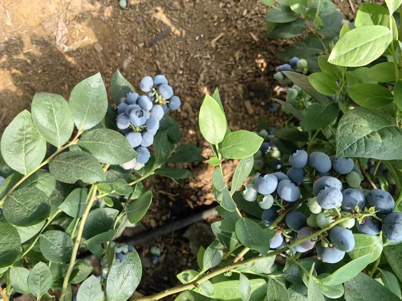 山东蓝莓em蓝莓奥尼尔蓝莓大量现货常年供应市场批发
