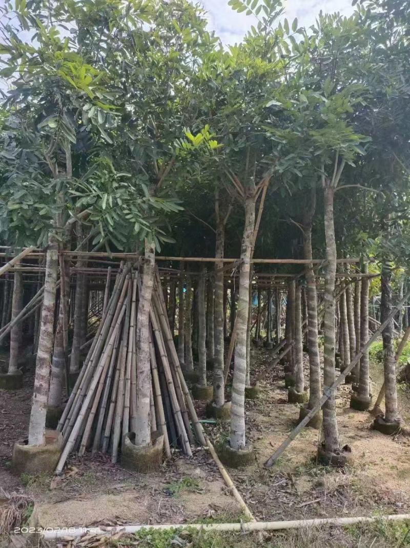 精品桃花心木基地直发品质保证一手货源量大从优