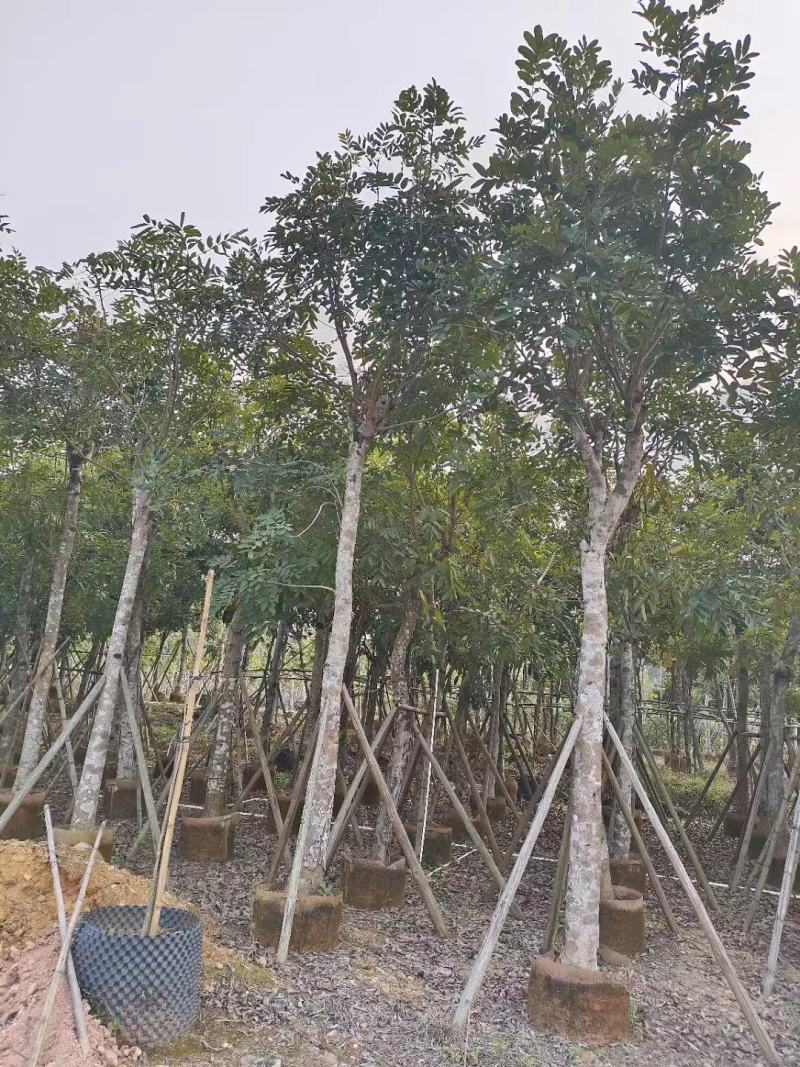 精品桃花心木基地直发品质保证一手货源量大从优