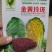 春秋玲珑凰耐抽苔耐高温圆头娃娃菜种子黄心白菜种子产量高