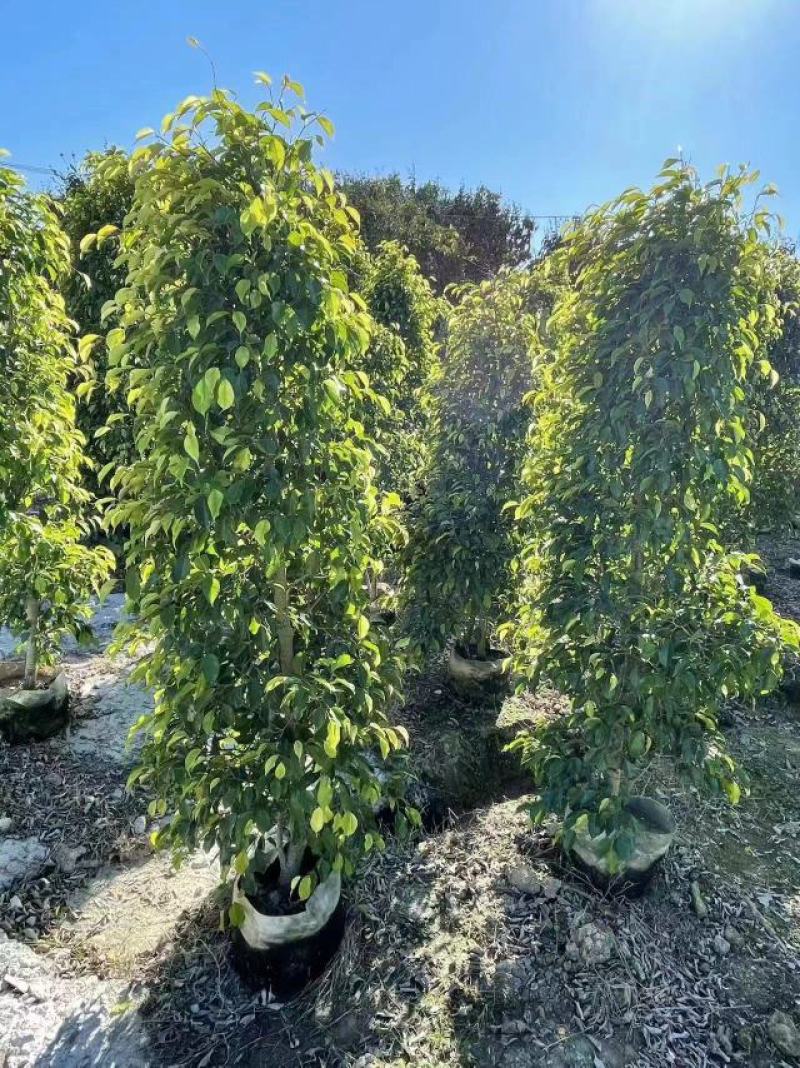 垂叶榕柱基地直发品质保证一手货源量大从优欢迎联系