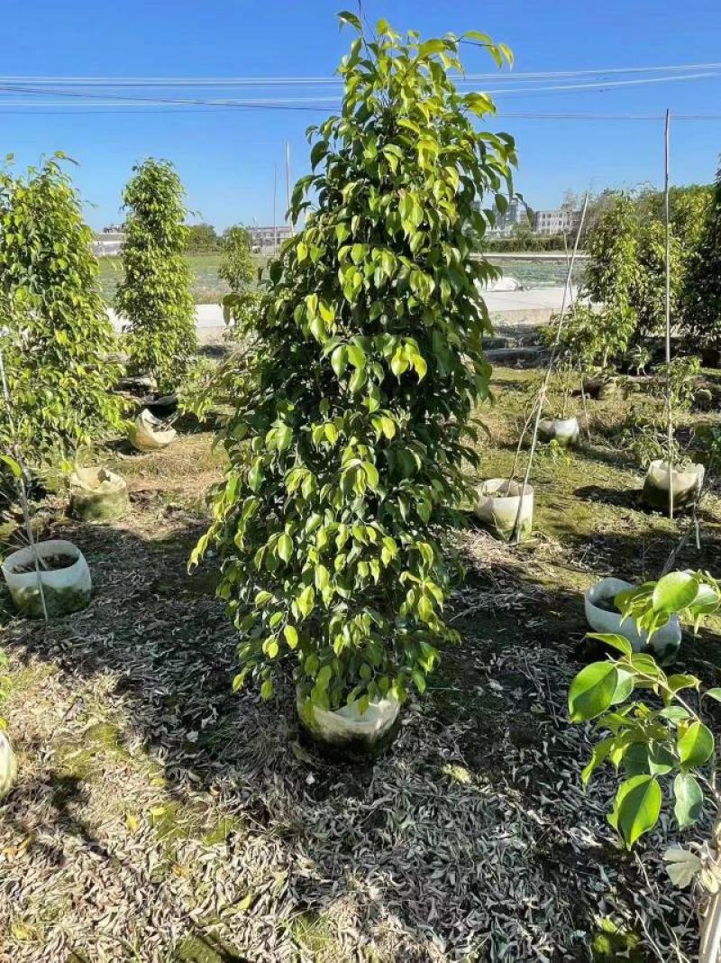垂叶榕柱基地直发品质保证一手货源量大从优欢迎联系