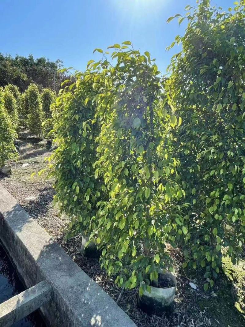 垂叶榕柱基地直发品质保证一手货源量大从优欢迎联系
