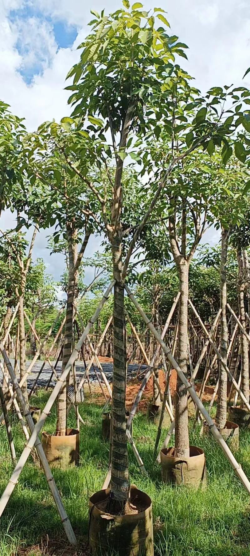 4-12分红花风铃木基地直发品质保证一手货源量大