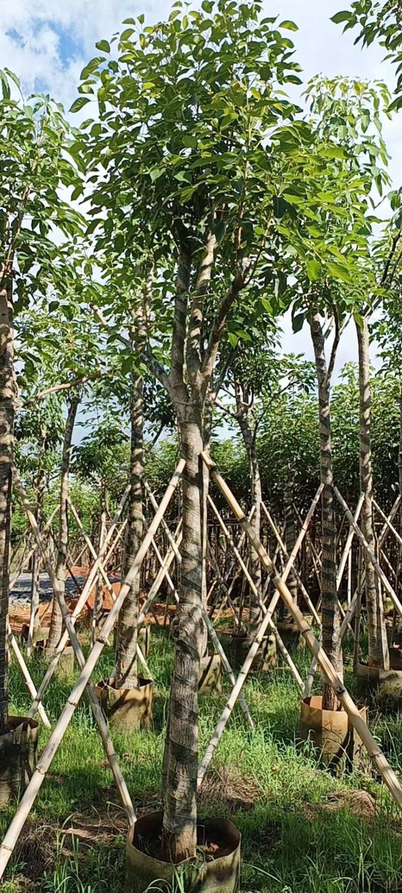 4-12分红花风铃木基地直发品质保证一手货源量大