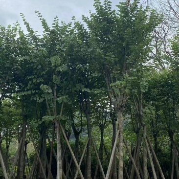 精品宫粉紫荆基地直发品质保证一手货源量大从优