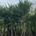 精品宫粉紫荆基地直发品质保证一手货源量大从优