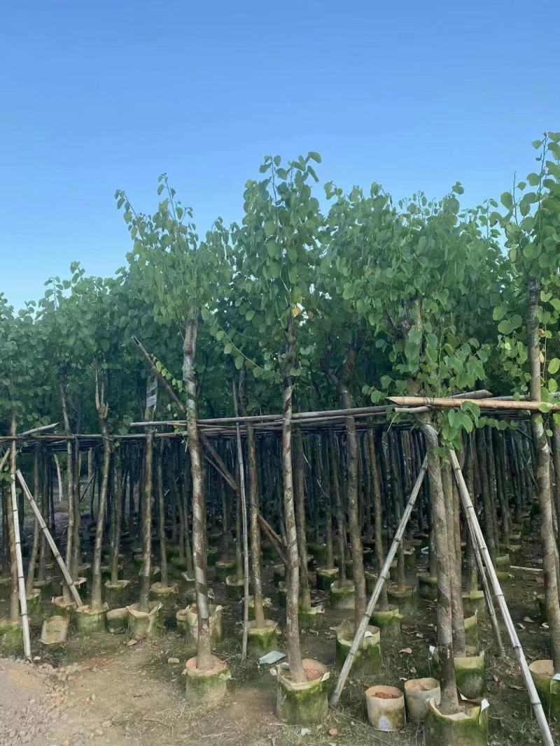 精品宫粉紫荆基地直发品质保证一手货源量大从优